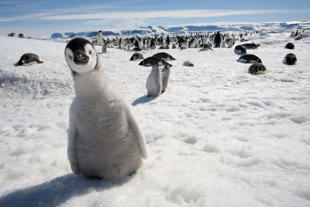 Snow island