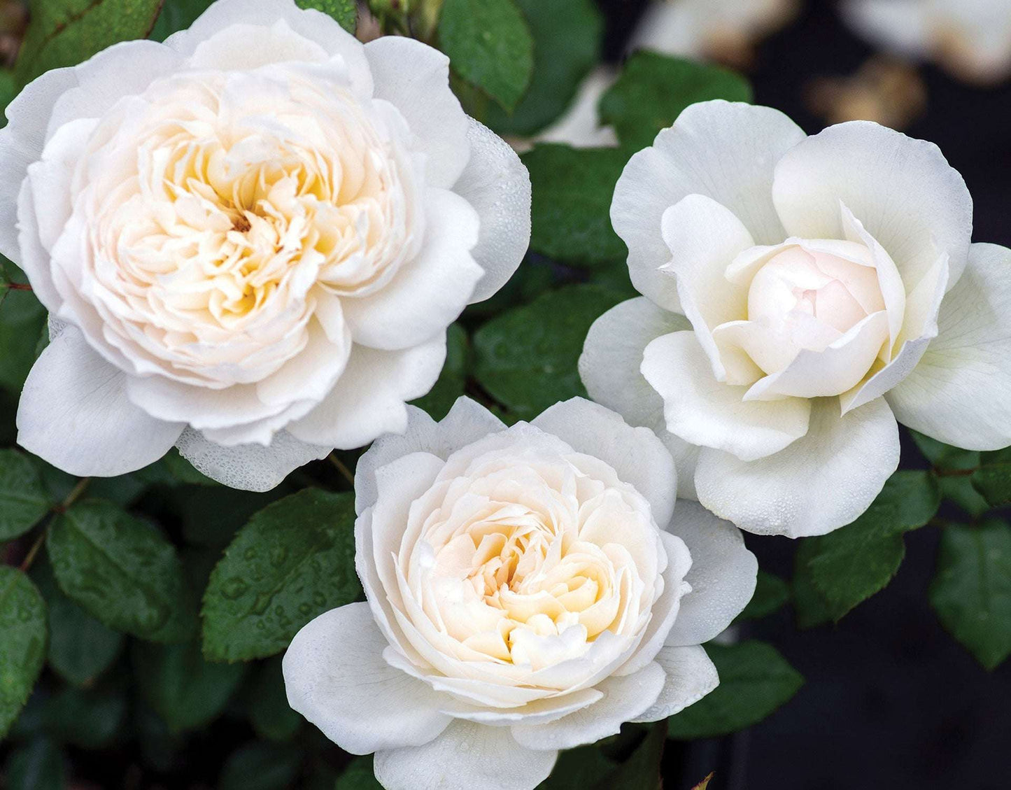 Bolero Floribunda Rose 1.5 gallon Pot
