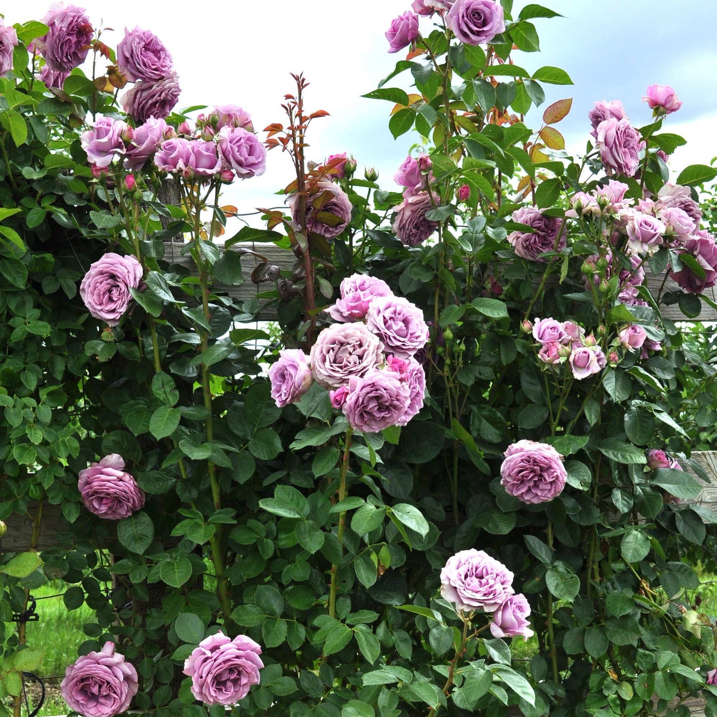 Arborose Quicksilver Purple Climbing Rose 1.5 Gallon Pot