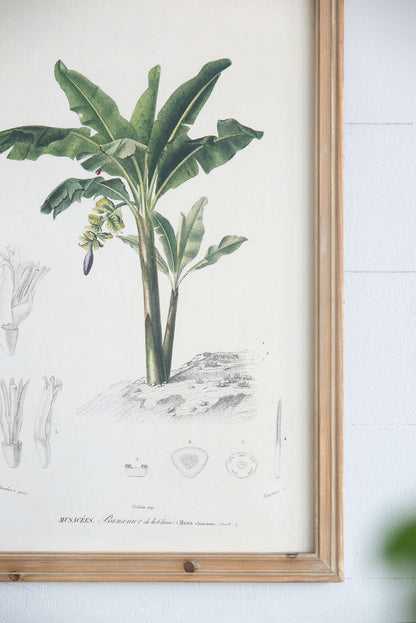 Tree Framed Print Set of 2 - Multicolor Botanical Wall Art