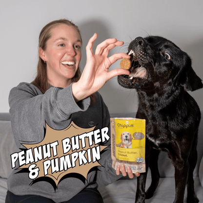 Crunchy Dog Biscuit Bundle, 4-Pack