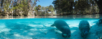 Crystal River