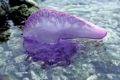 Man o' war