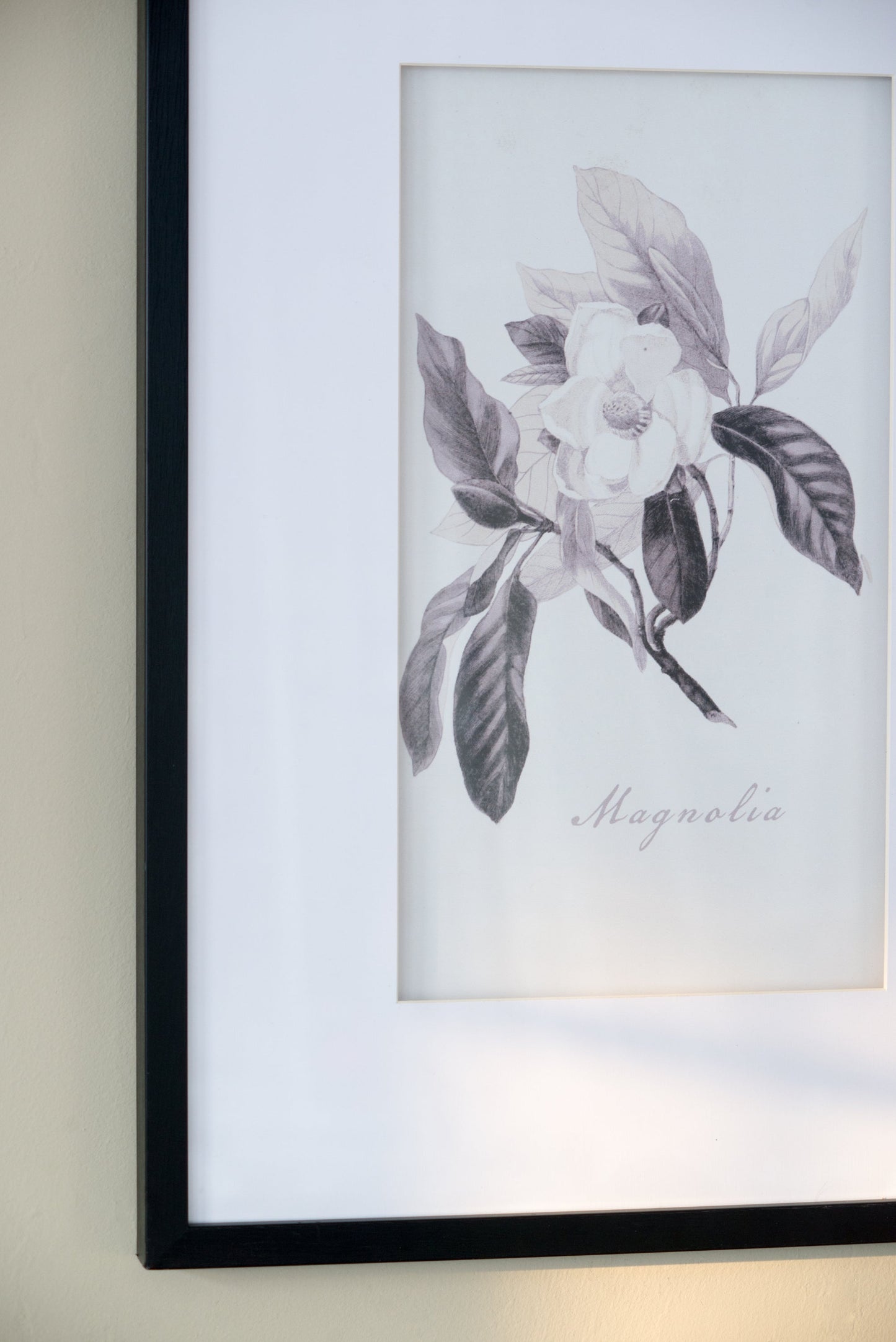 Verdura Botanica: Four-Print Houseplant Pencil Art Set