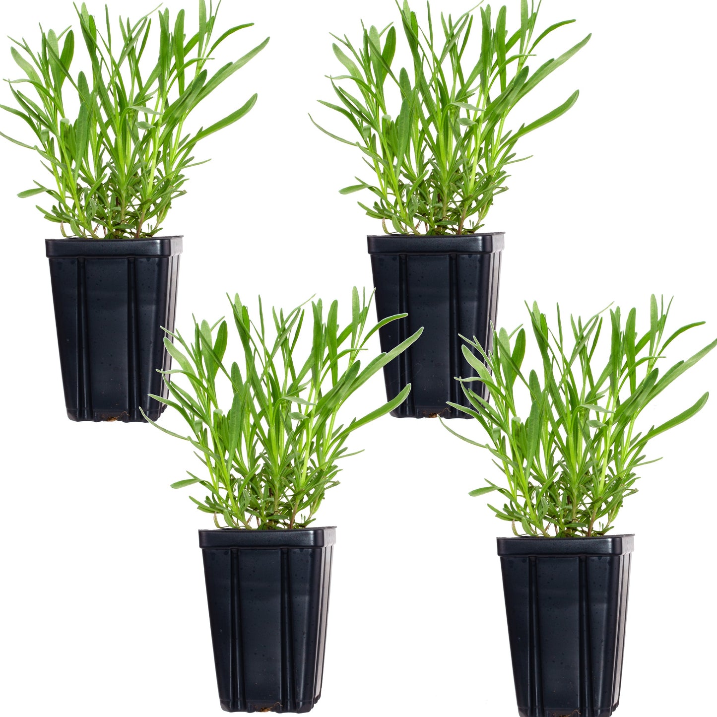 Lavender Provence Plants Potted Set of 4