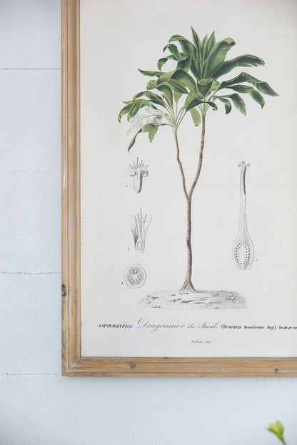 Tree Framed Print Set of 2 - Multicolor Botanical Wall Art