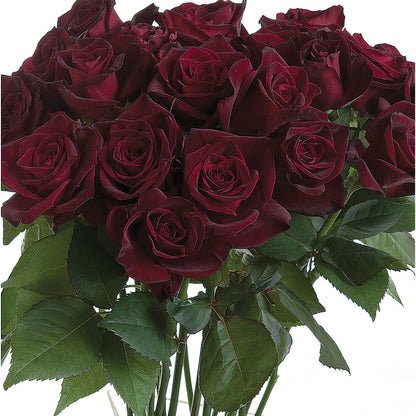 Black Baccara Rose Plant 1.5 gallon Pot