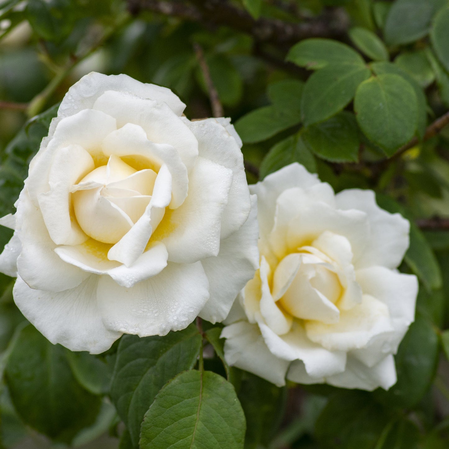 Cloud 10 Climbing Rose