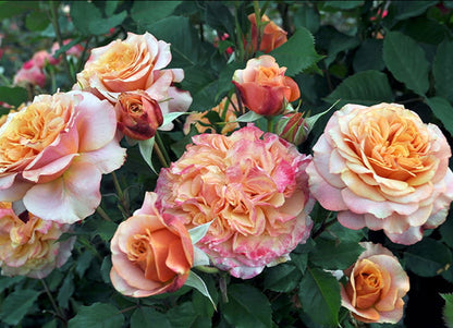 Crazy Love Rose 1.5 Gallon Container