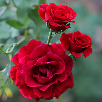 Don Juan Climbing Rose 1.5 gallon Pot