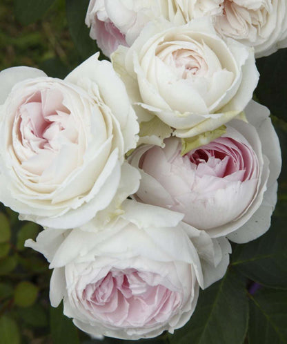 Earth Angel Parfuma Rose Plant 1.5 Gallon Pot