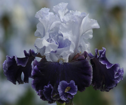 Feel The Thunder Fragrant Iris Potted Quart Pot