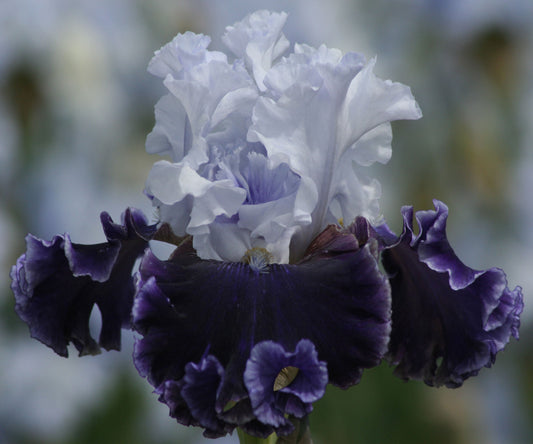 Feel The Thunder Fragrant Iris Potted Quart Pot