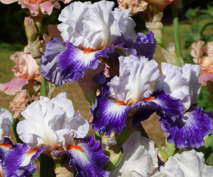 Gypsy Lord Bearded Iris Quart Pot