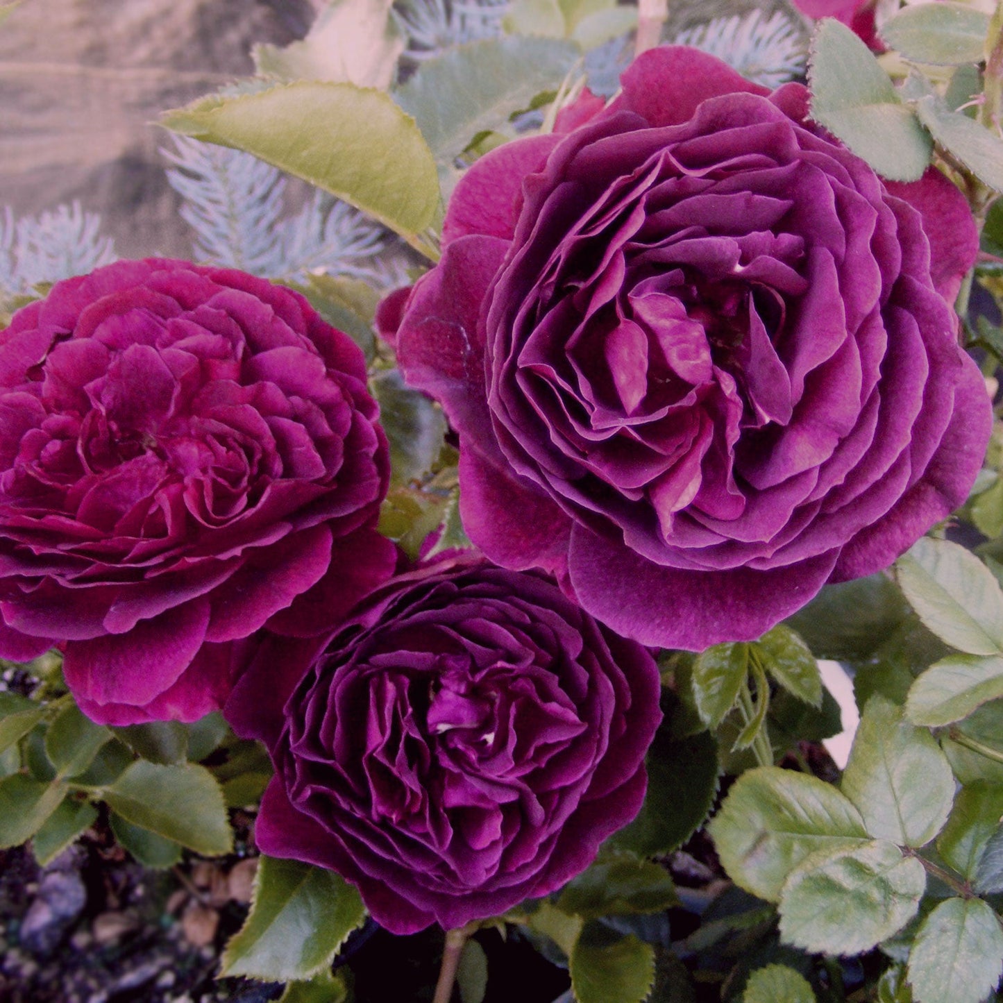 Intrigue Rose 1.5 Gallon Pot
