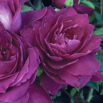 Intrigue Rose 1.5 Gallon Pot