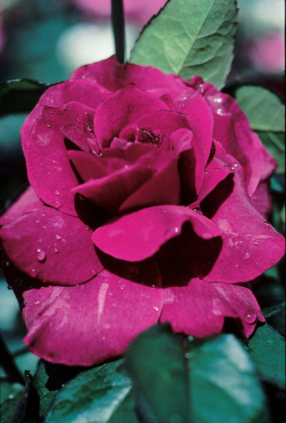 Intrigue Rose 1.5 Gallon Pot