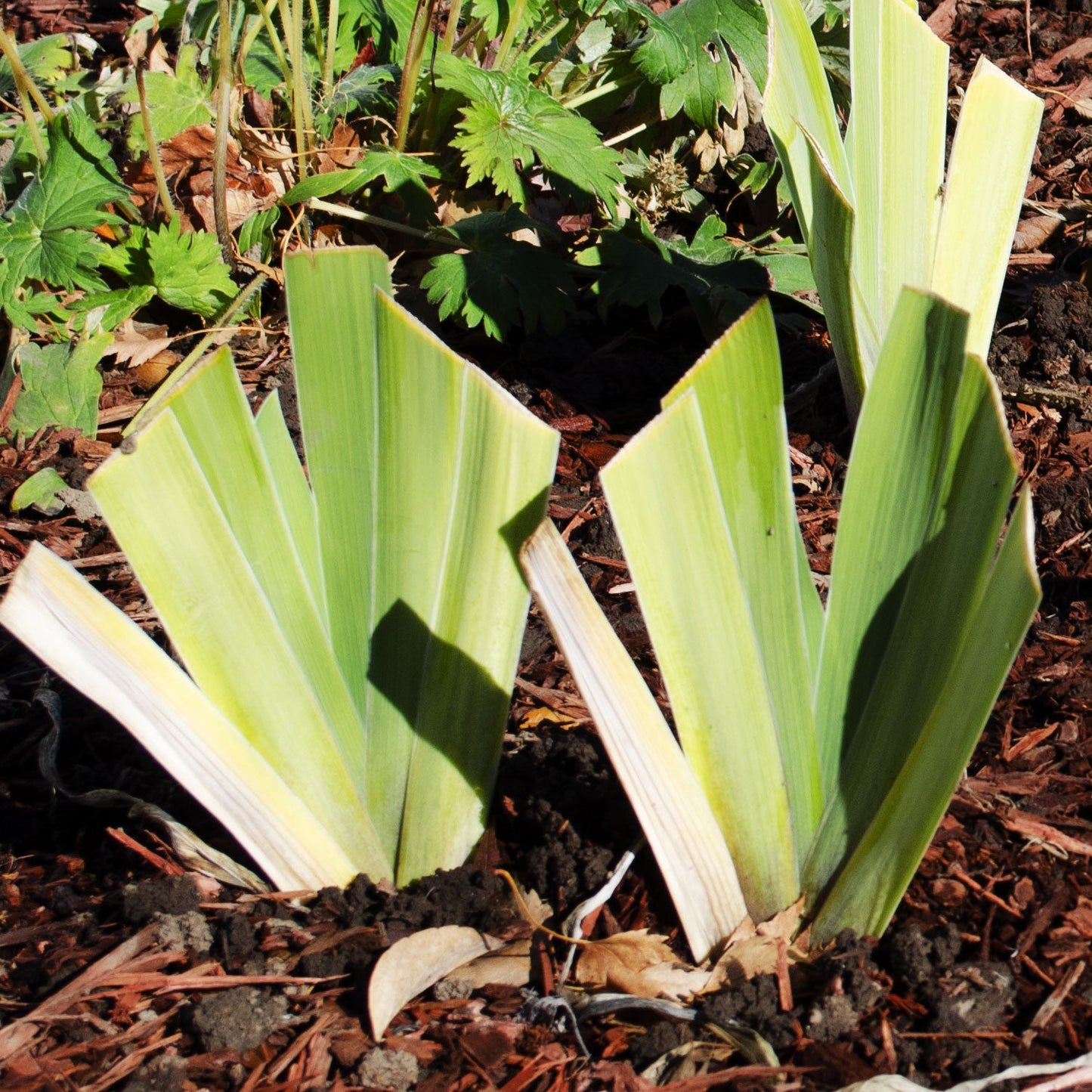 Raven Girl Black Iris Potted Quart Pot