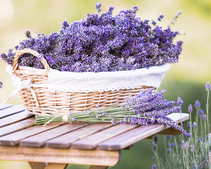 Lavender Provence Plants Potted Set of 4