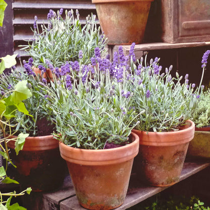 Lavender Provence Plants Potted Set of 4