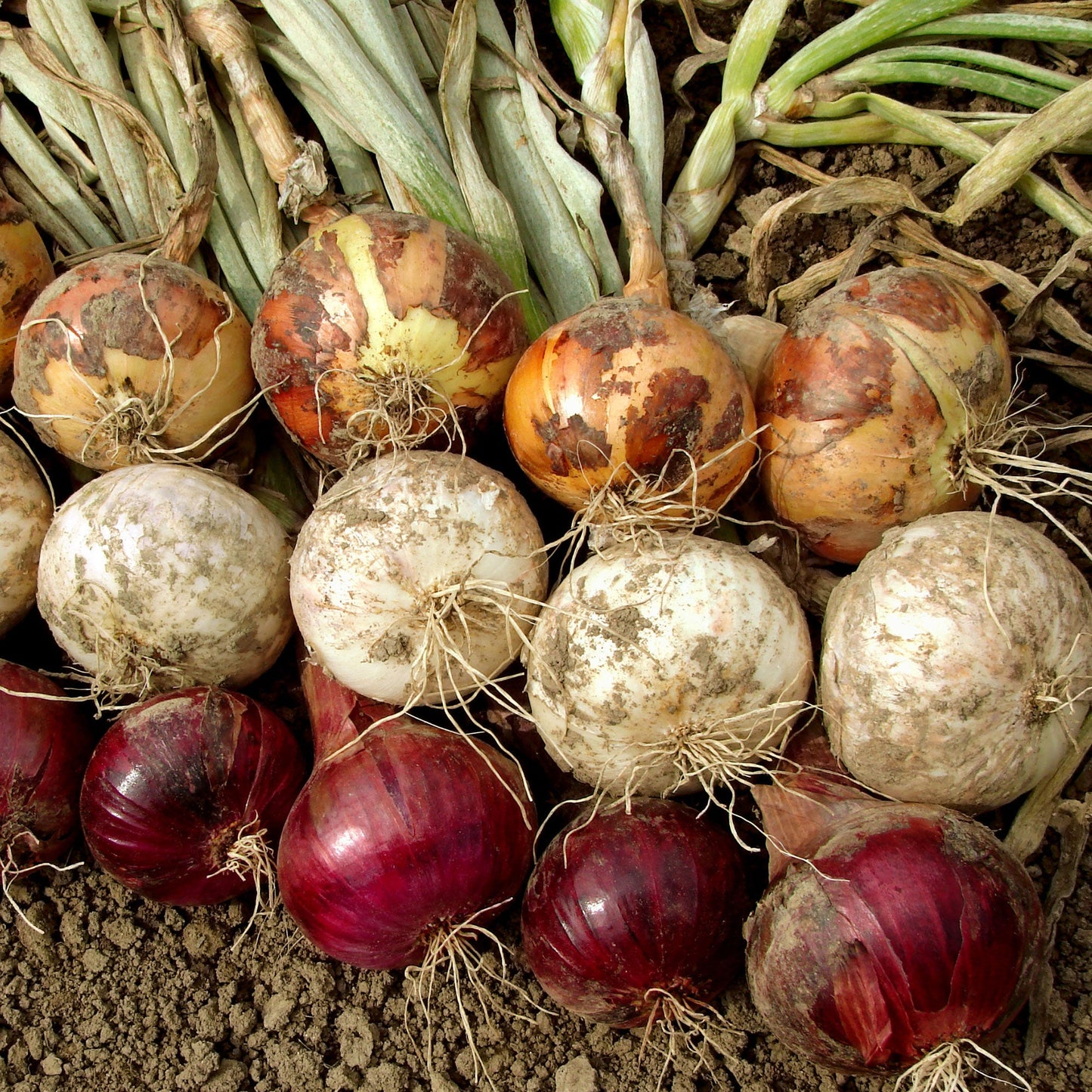 Mixed Red & Yellow Onion Sets 1 Lb. Non-GMO