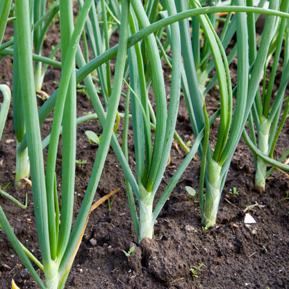 White Onion Sets 8 Oz. Non-GMO White Ebenezer Variety