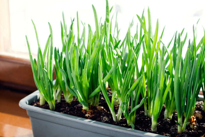 Red Onion Sets 1 Lb. Non-GMO Red Baron Variety 100+ Bulbs