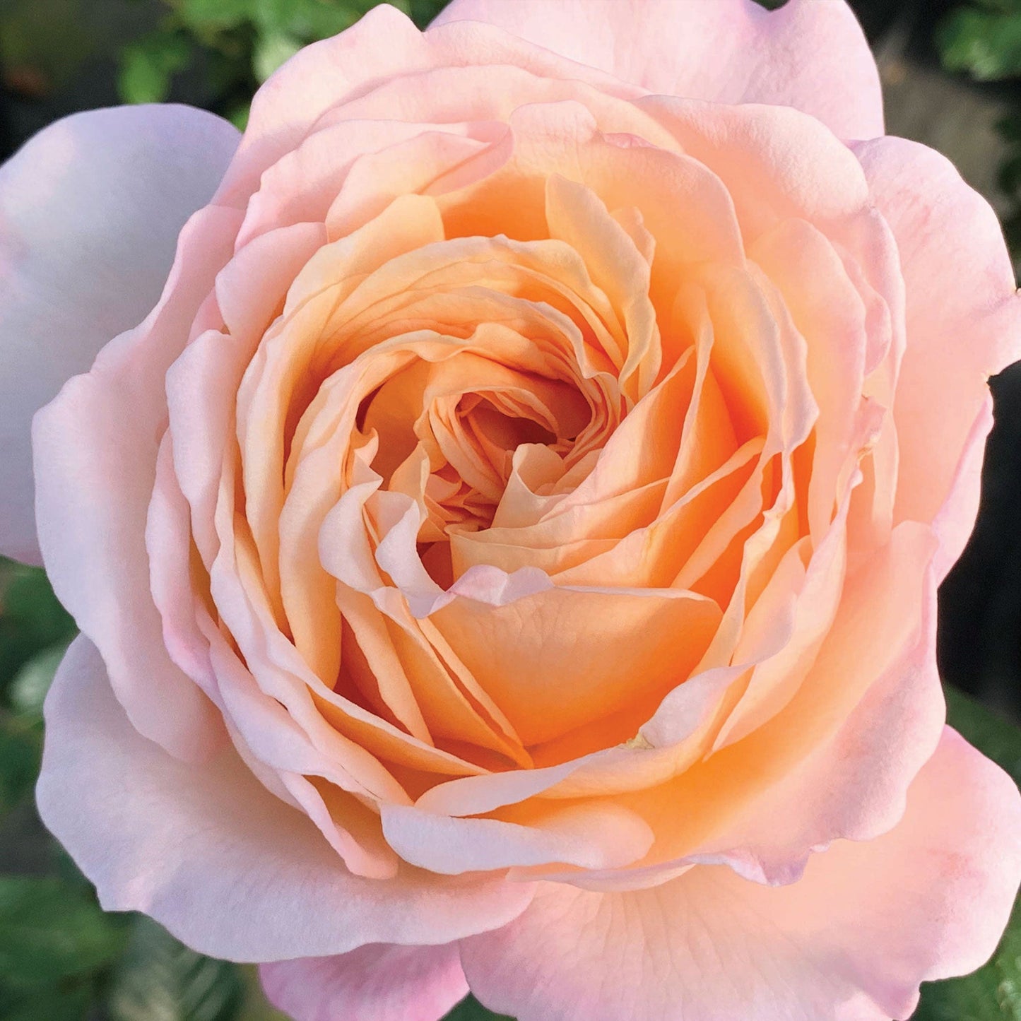 Parfuma Sunrise Rose 1.5 Gallon Container