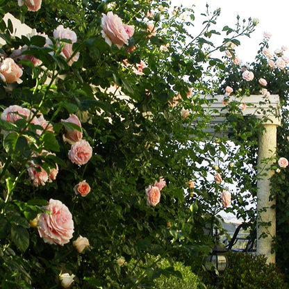 Polka Climbing Rose 1.5 gallon Pot