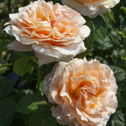 Polka Climbing Rose 1.5 gallon Pot