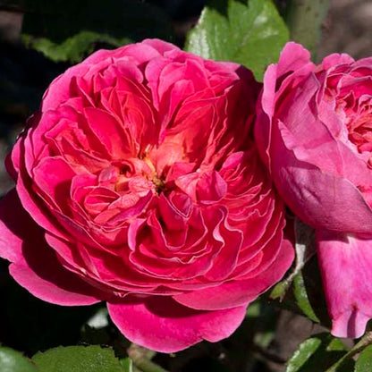 PowerPuff Pink Rose Plant 1.5 gallon Pot