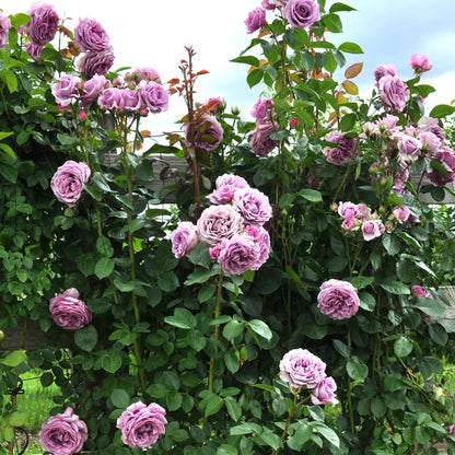 Arborose Quicksilver Purple Climbing Rose 1.5 Gallon Pot
