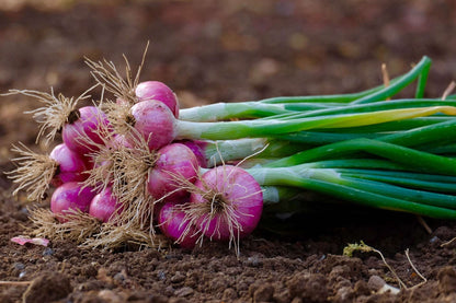 Bulk Red Onion Sets 4 Lbs. Non-GMO Red Baron Variety 400+ Bulbs