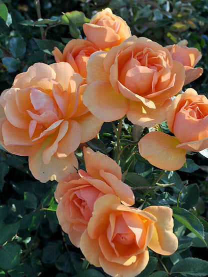 South Africa Rose 1.5 Gallon Container