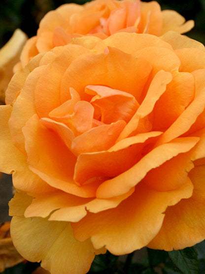 South Africa Rose 1.5 Gallon Container
