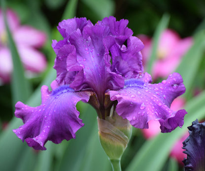 Swingtown Fragrant Bearded Iris Quart Container