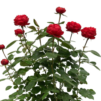 Tiamo Rose 1.5 gallon Pot
