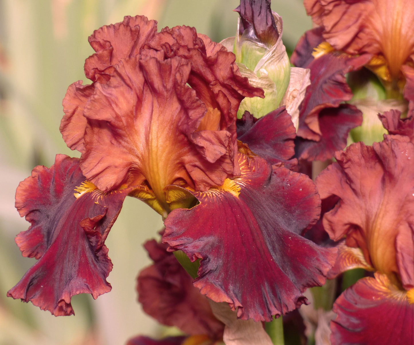 Valentino Fragrant Bearded Iris Potted Quart Pot