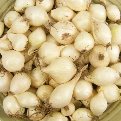Mixed White & Yellow Onion Sets 1 Lb. Non-GMO