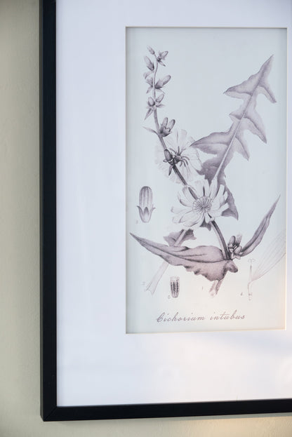 Verdura Botanica: Four-Print Houseplant Pencil Art Set
