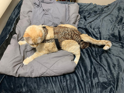 Diapurr Cat Diaper
