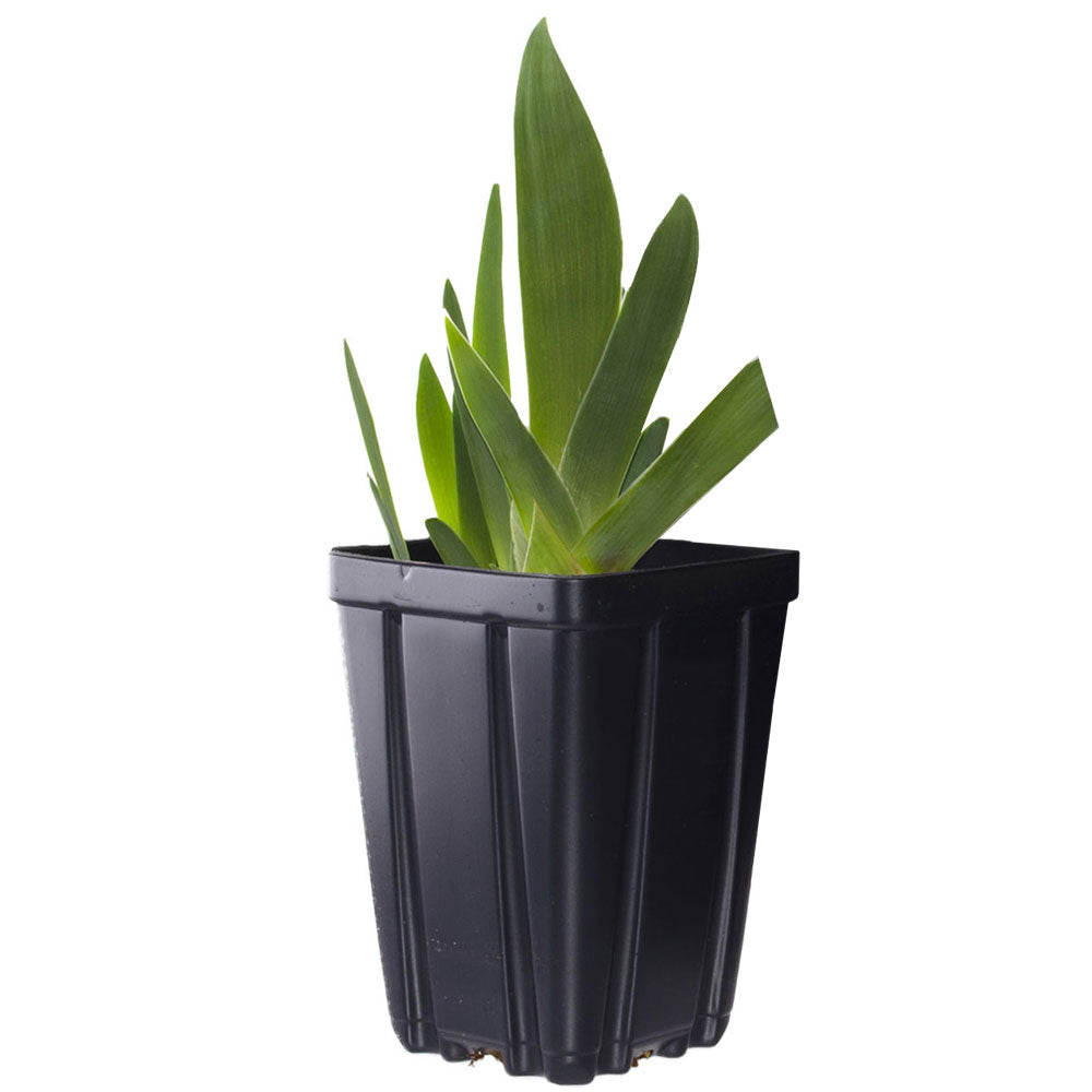 You Grow Girl Fragrant Bearded Iris Quart Container