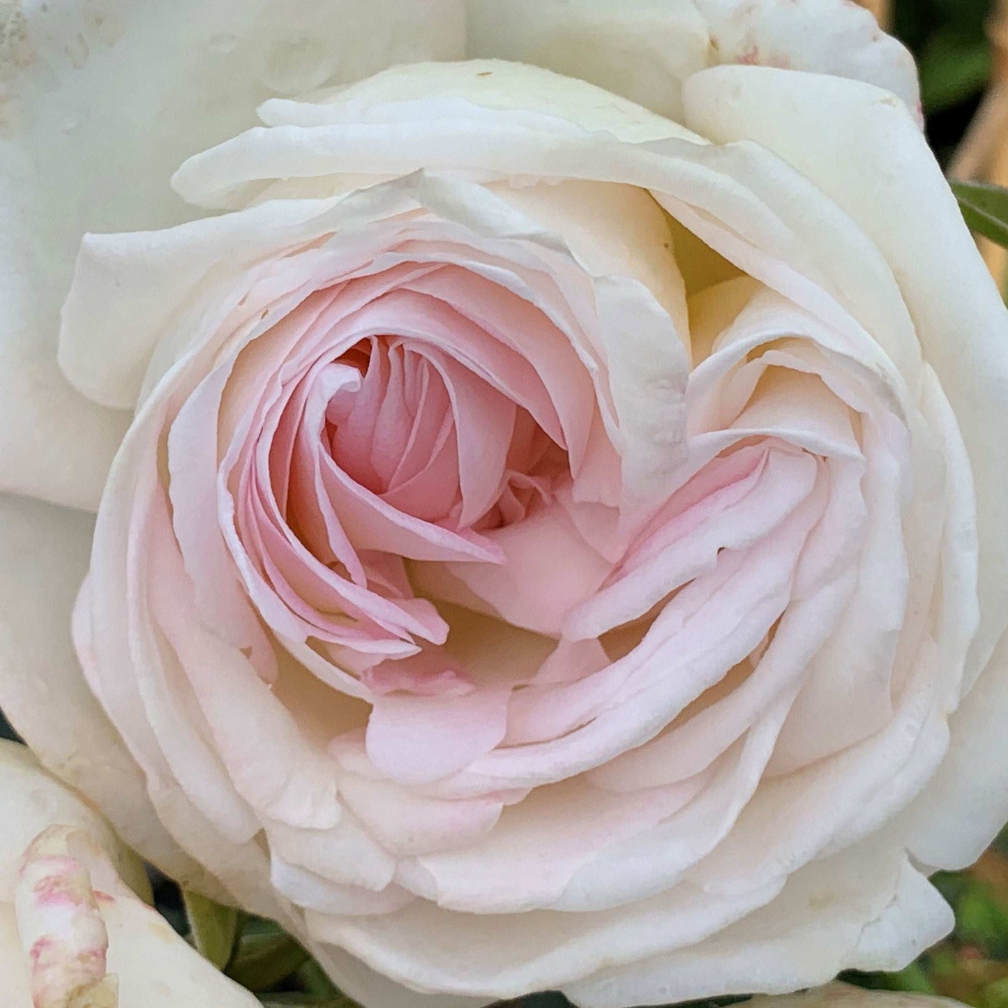 Top Cream Rose 1.5 Gallon Pot Fragrant Hybrid Tea Rose