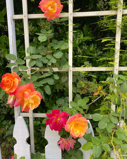 Joseph's Coat Rose 1.5 Gallon Potted Climbing Rose