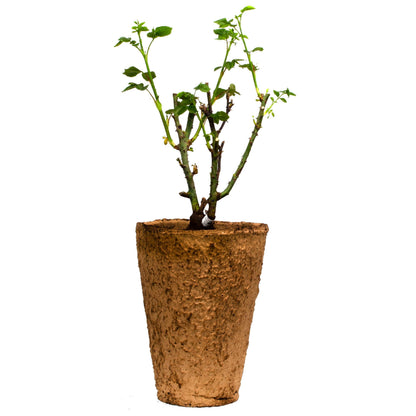 Kiss Me Kate Climbing Rose by Fresh Garden Living