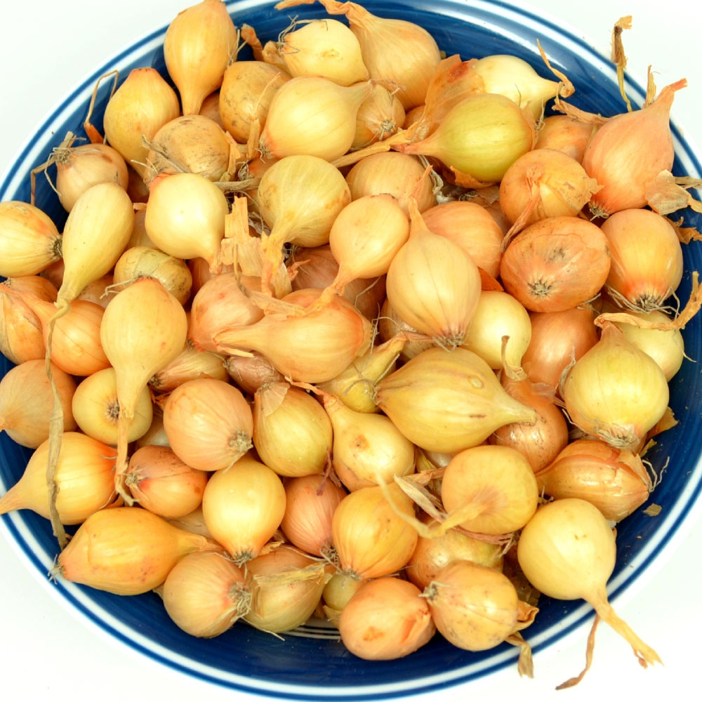Yellow Onion Sets 8 oz. Non-GMO Stuttgarter Variety