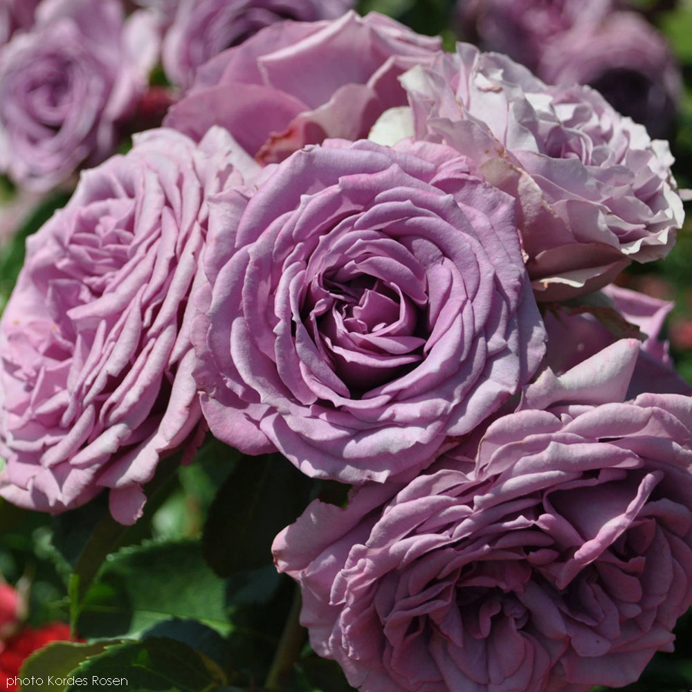 Arborose Quicksilver Purple Climbing Rose 1.5 Gallon Pot
