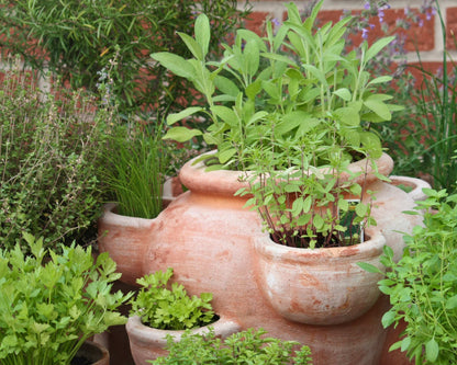 Herbs de Provence Plant Collection, 4 Quart Pots - Rosemary, Lavender, Thyme, Sage