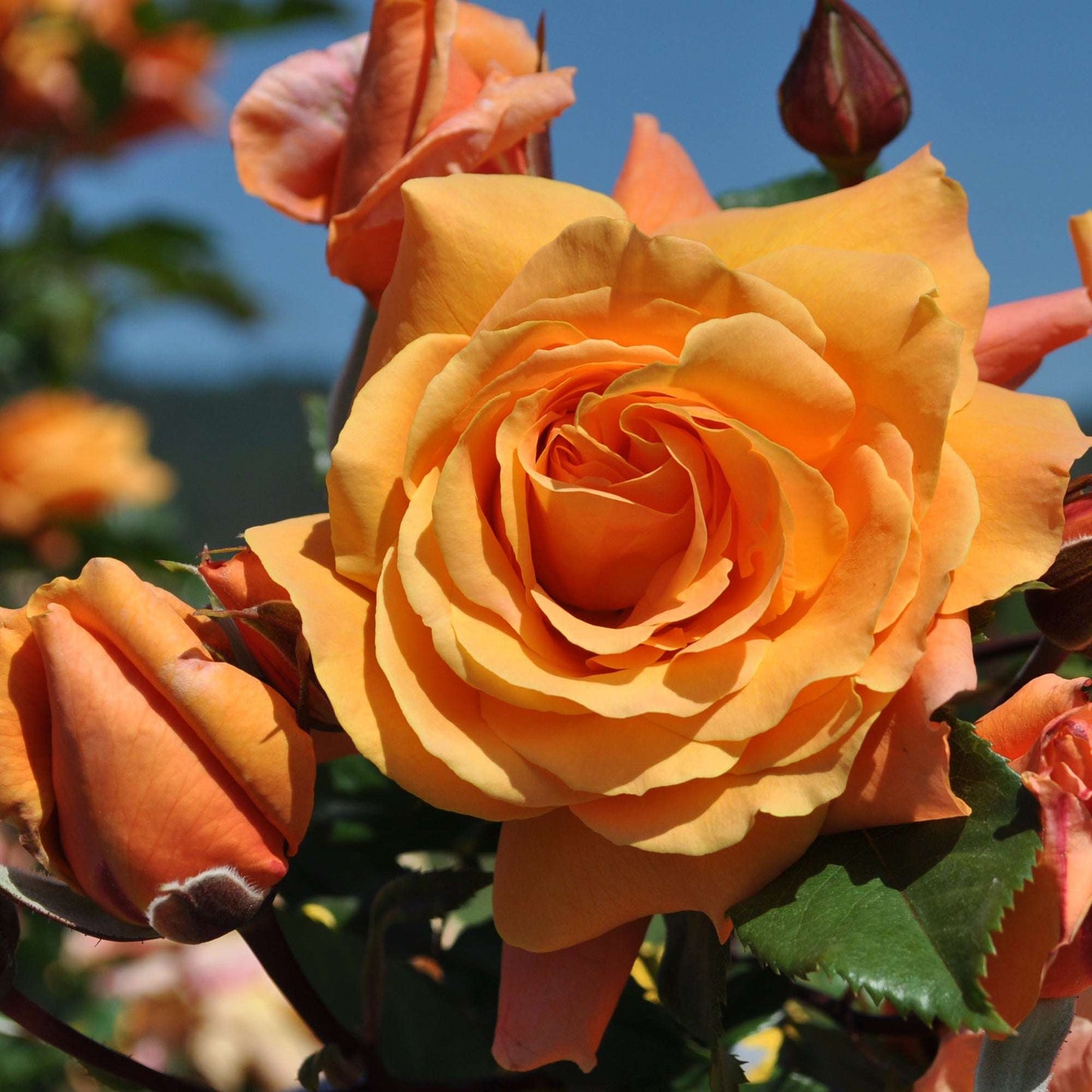 Arborose Tangerine Skies Orange Climbing Rose 1.5 Gallon Pot