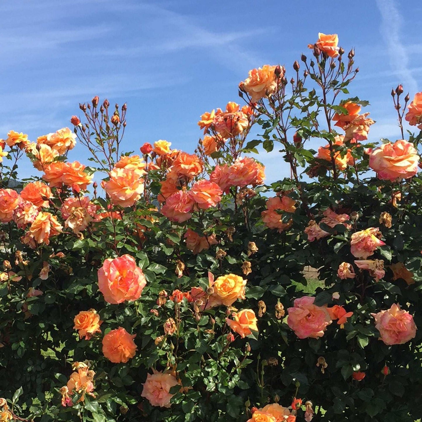 Arborose Tangerine Skies Orange Climbing Rose 1.5 Gallon Pot